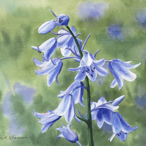 T.K. Shannon - Tayler K Shannon, Bluebells, full-size image to upload