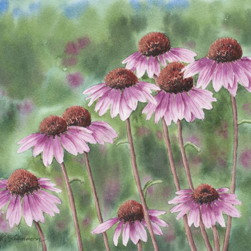 T.K. Shannon - Tayler K Shannon, Purple Coneflowers, full-size to upload